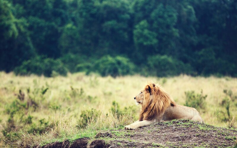 Male Lion Resting — Green, Calm, Afternoon