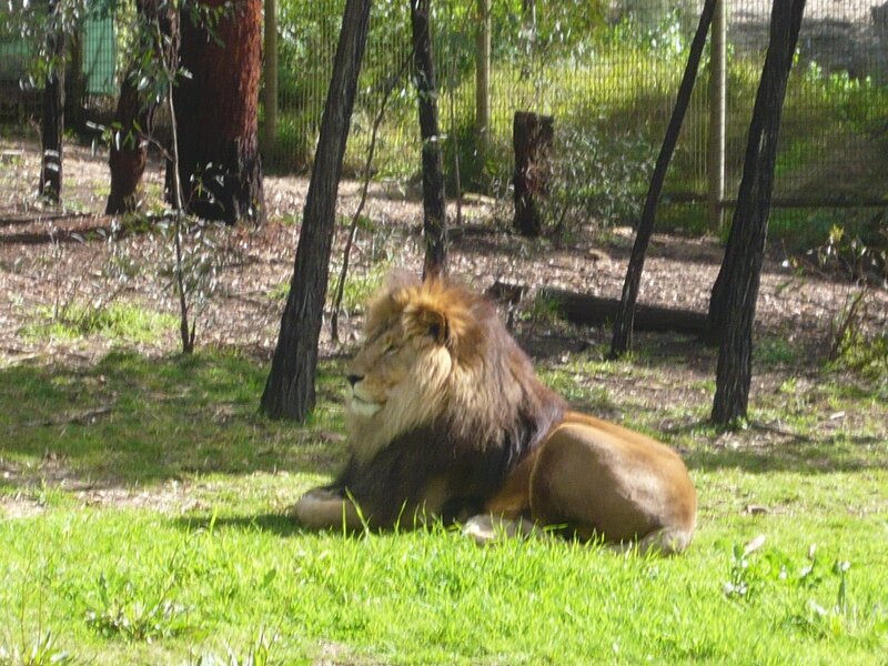 Male Lion Resting — Green, Calm