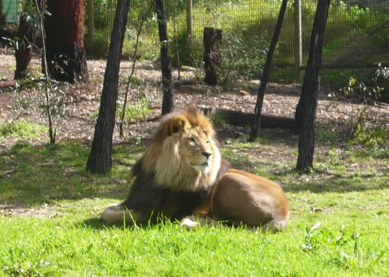 Male Lion Resting — Green