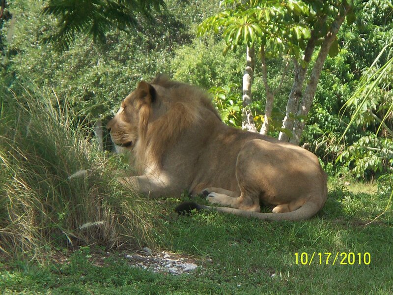 Male Lion Resting