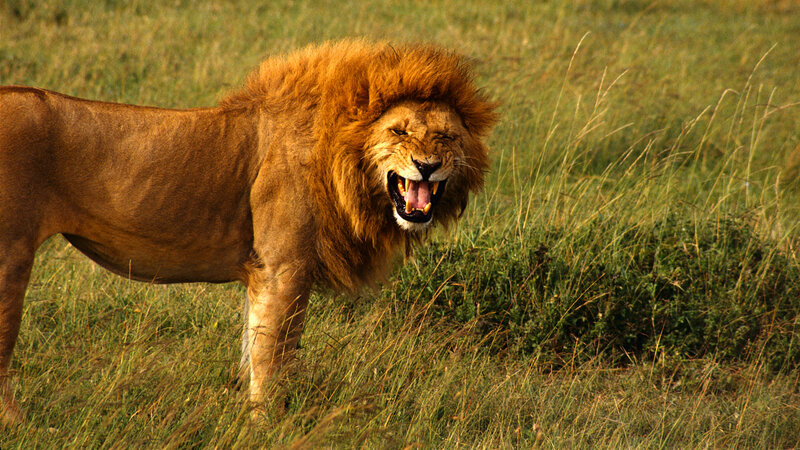 Male Lion Roaring — Brown, Aggressive, Afternoon, Photograph, Grass