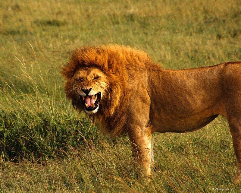 Male Lion Roaring — Brown, Aggressive, Afternoon, Photograph, Grassland