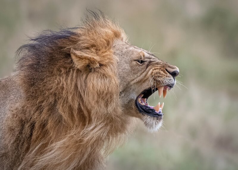 Male Lion Roaring — Brown, Aggressive, Photograph, Furry Mane