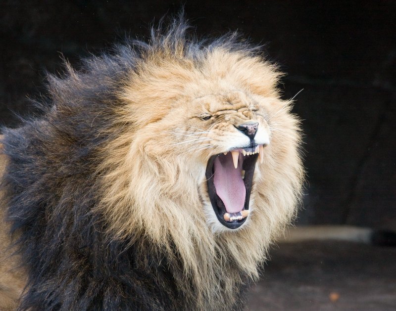 Male Lion Roaring — Brown, Aggressive, Photograph