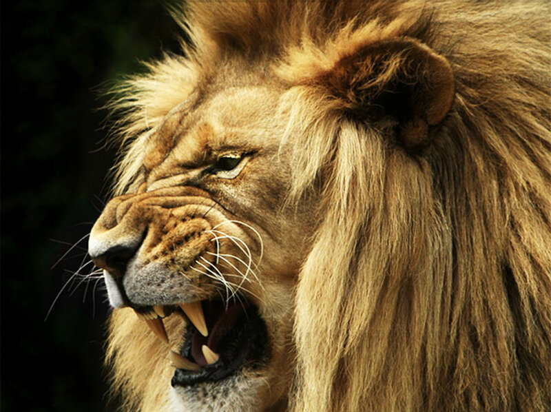 Male Lion Roaring — Brown, Aggressive