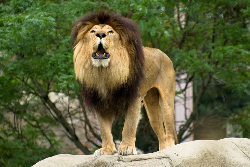 Male Lion Roaring — Brown, Alert