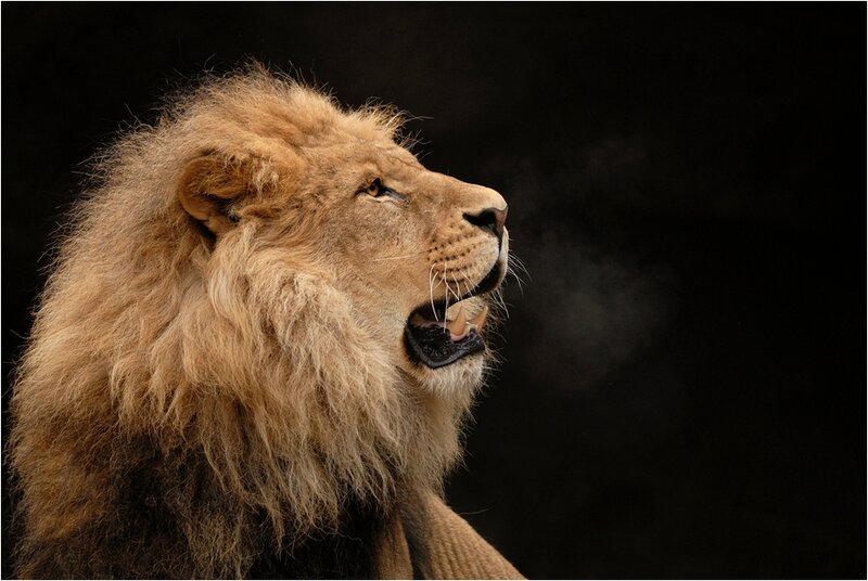 Male Lion Roaring — Brown, Dramatic, Photograph