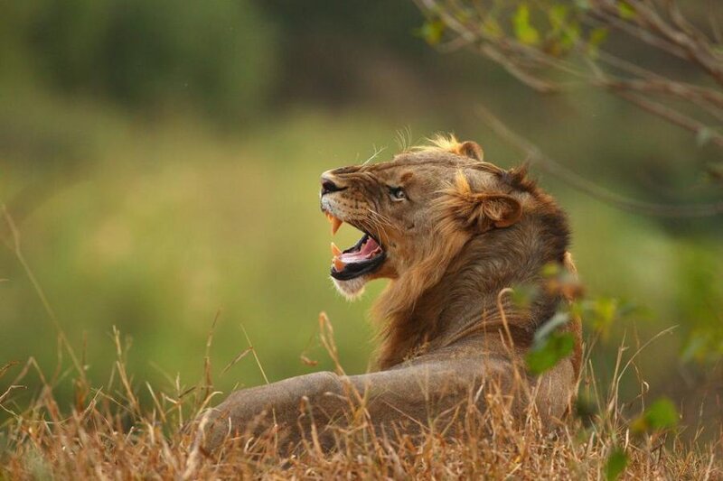 Male Lion Roaring — Brown, Dramatic