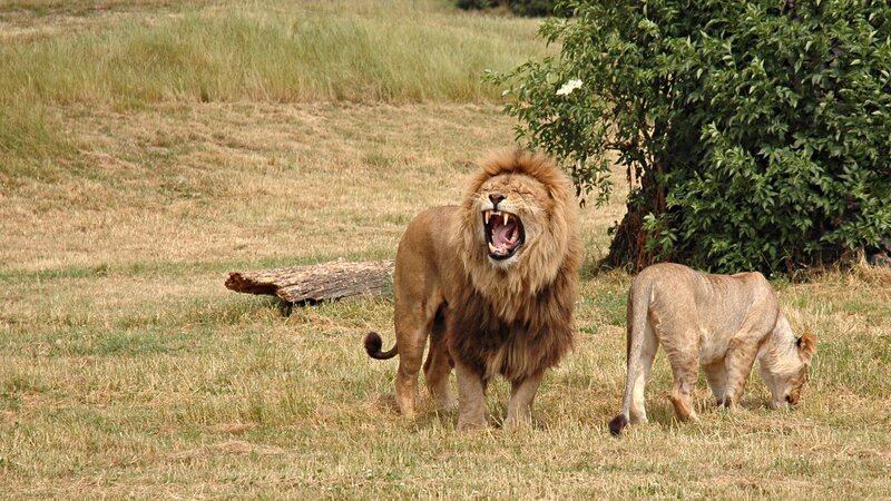 Male Lion Roaring — Brown, Natural