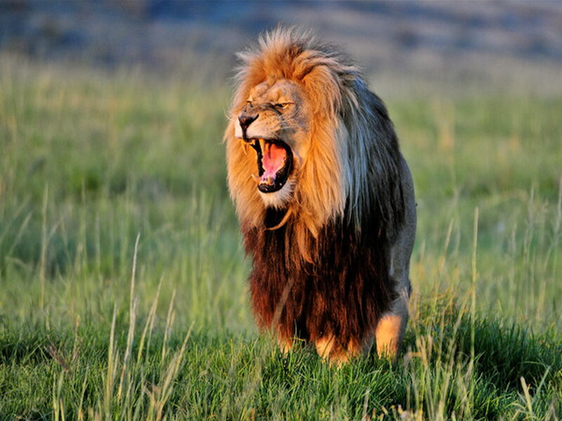 Male Lion Roaring — Green
