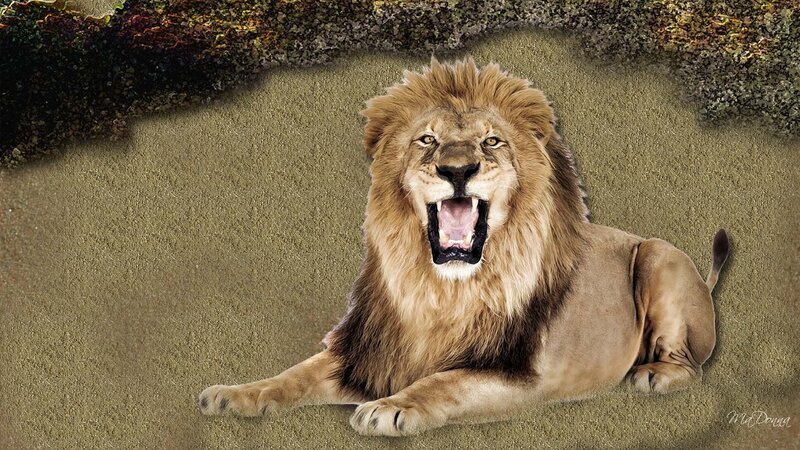 Male Lion Roaring