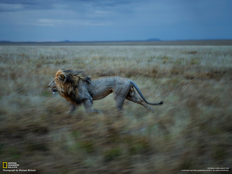 Male Lion Running — Brown, Dramatic