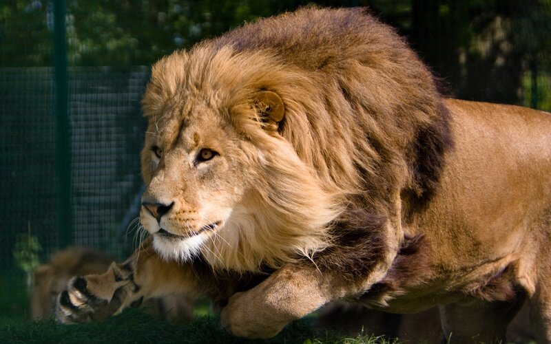 Male Lion Running — Brown, Dynamic, Afternoon, Photograph, Fence