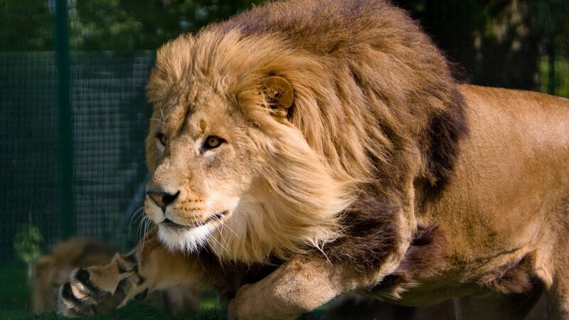 Male Lion Running — Brown, Dynamic, Afternoon