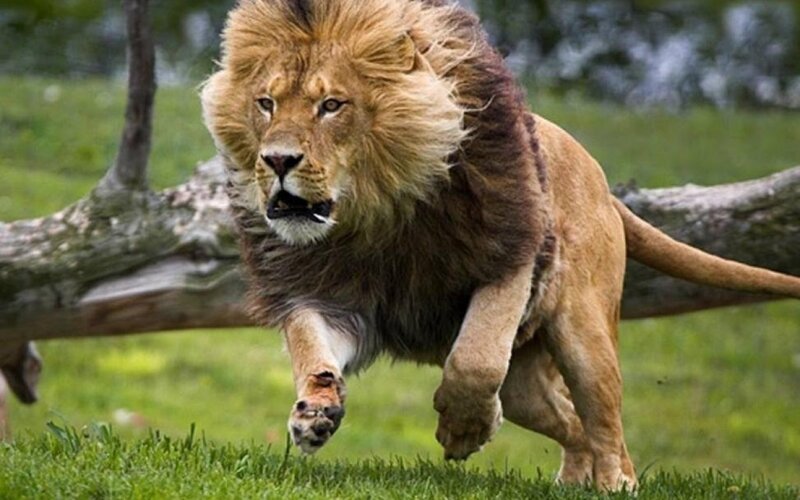 Male Lion Running — Brown, Dynamic