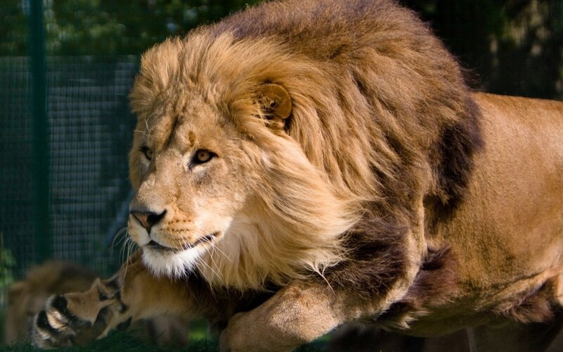 Male Lion Running — Brown, Intense, Afternoon, Photograph