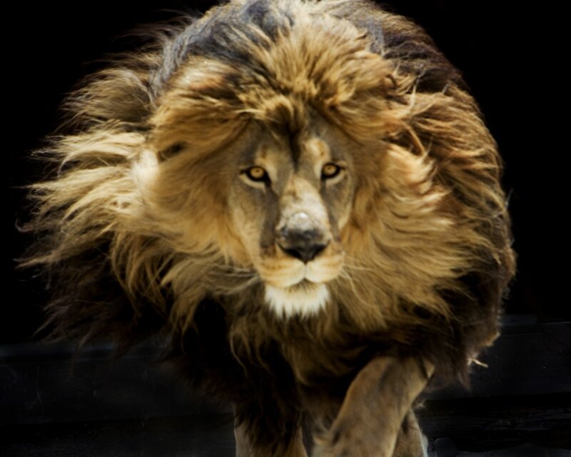 Male Lion Running — Brown, Intense, Photograph