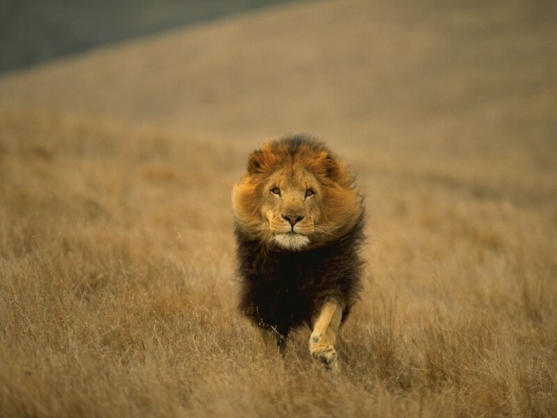 Male Lion Running — Brown