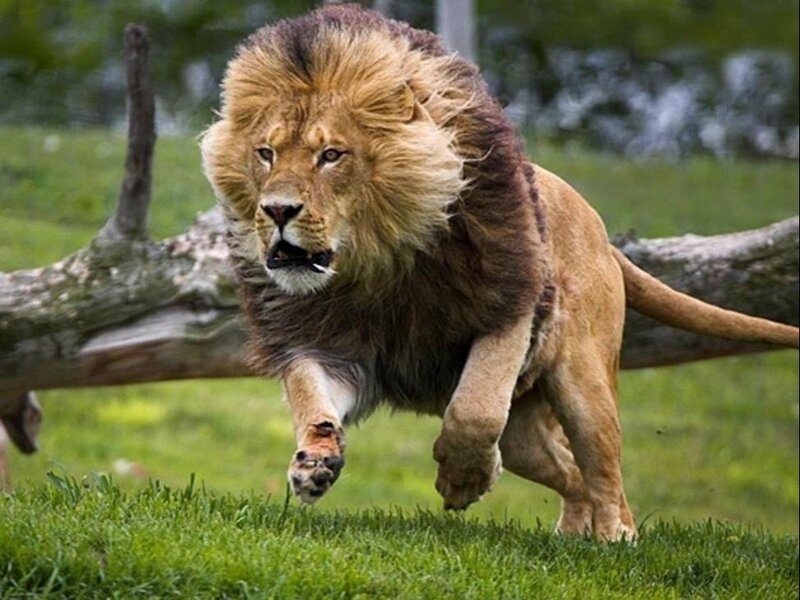 Male Lion Running — Green