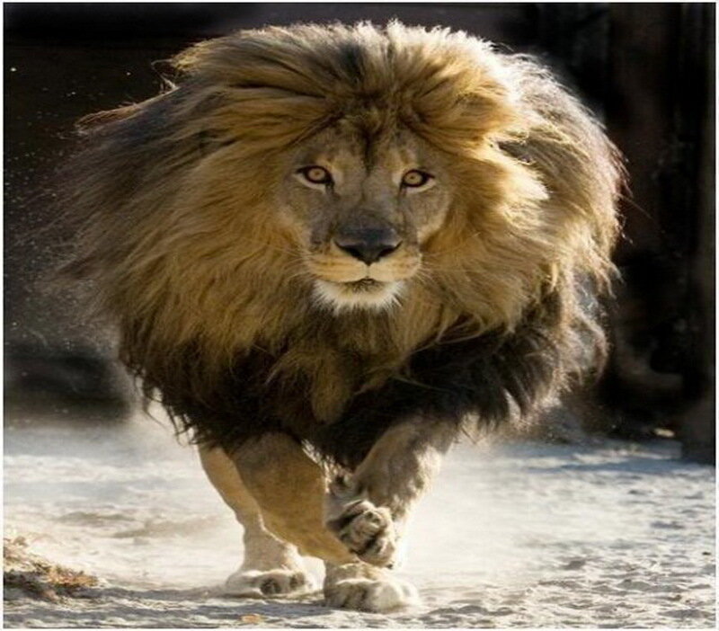 Male Lion Running