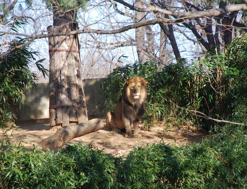 Male Lion Sitting