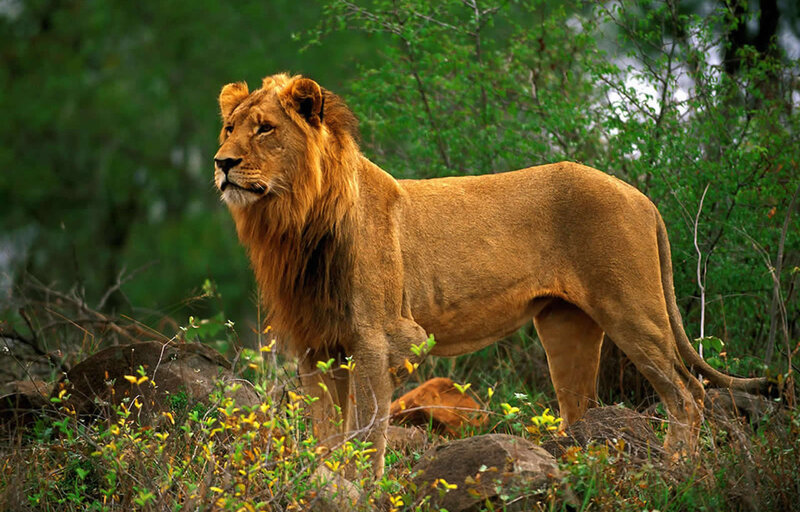 Male Lion Standing — Brown, Alert, Afternoon