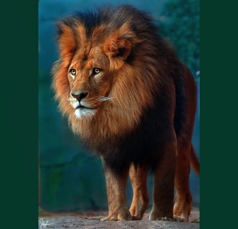 Male Lion Standing — Brown, Alert, Photograph, Muzzle