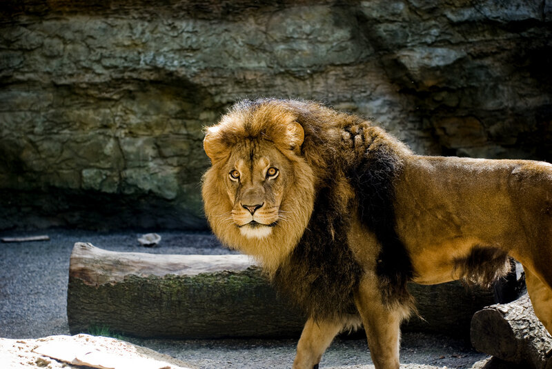 Male Lion Standing — Brown, Alert, Photograph, Rock Wall
