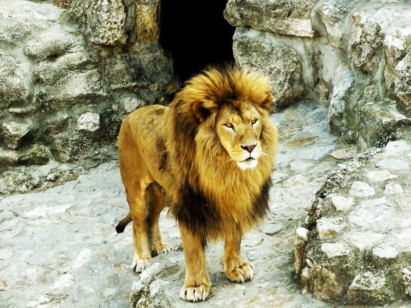 Male Lion Standing — Brown, Alert, Photograph, Stone Enclosure