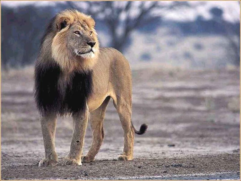 Male Lion Standing — Brown, Alert, Photograph