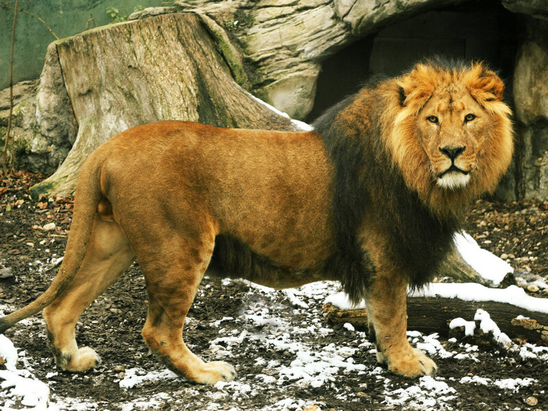 Male Lion Standing — Brown, Alert