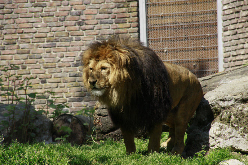 Male Lion Standing — Brown, Calm, Afternoon, Photograph