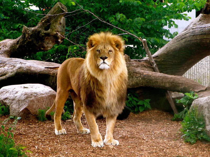 Male Lion Standing — Brown, Calm, Afternoon, Photograph, Tree Trunk