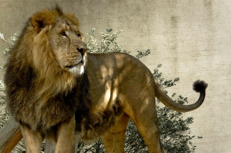 Male Lion Standing — Brown, Calm, Afternoon