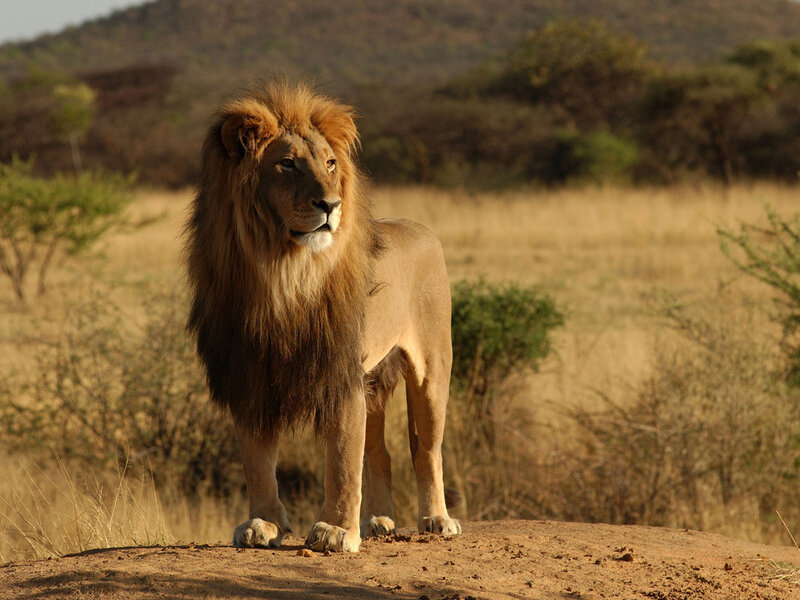 Male Lion Standing — Brown, Calm