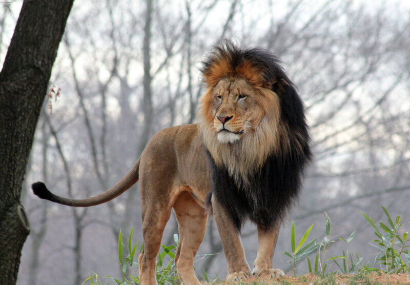 Male Lion Standing — Brown, Calm, Winter