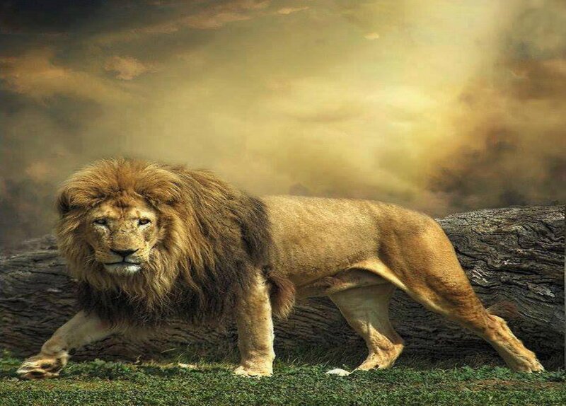 Male Lion Standing — Brown, Dramatic