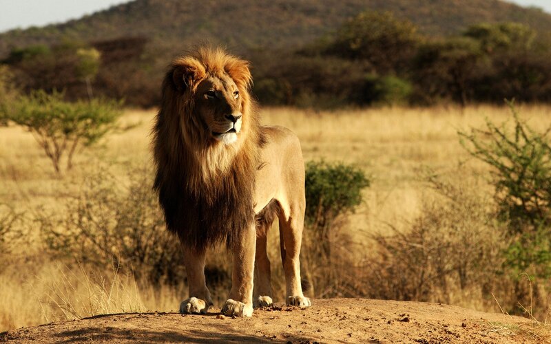 Male Lion Standing — Brown, Serene, Afternoon