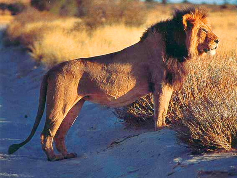 Male Lion Standing — Brown, Serene
