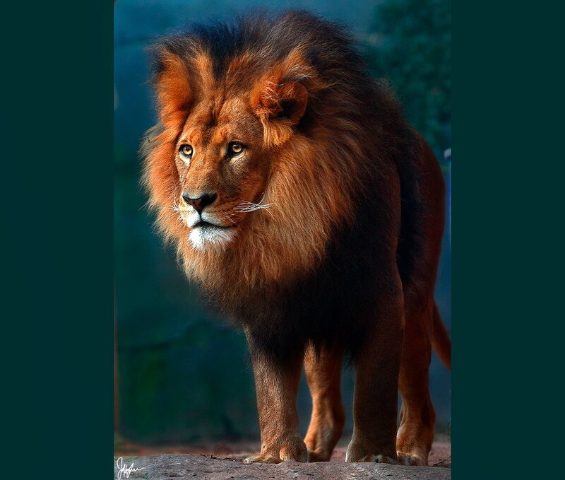 Male Lion Standing — Brown, Serious