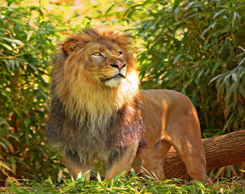 Male Lion Standing — Brown