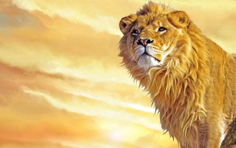 Male Lion Standing — Yellow