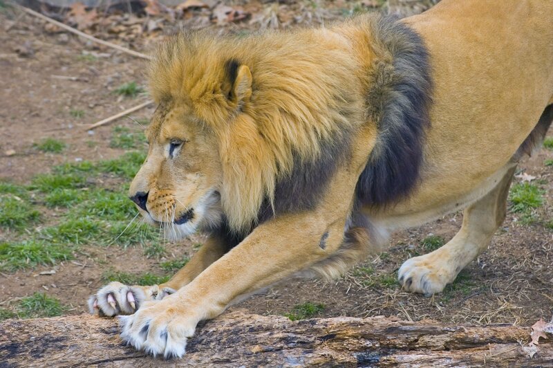 Male Lion Stretching — Brown, Calm