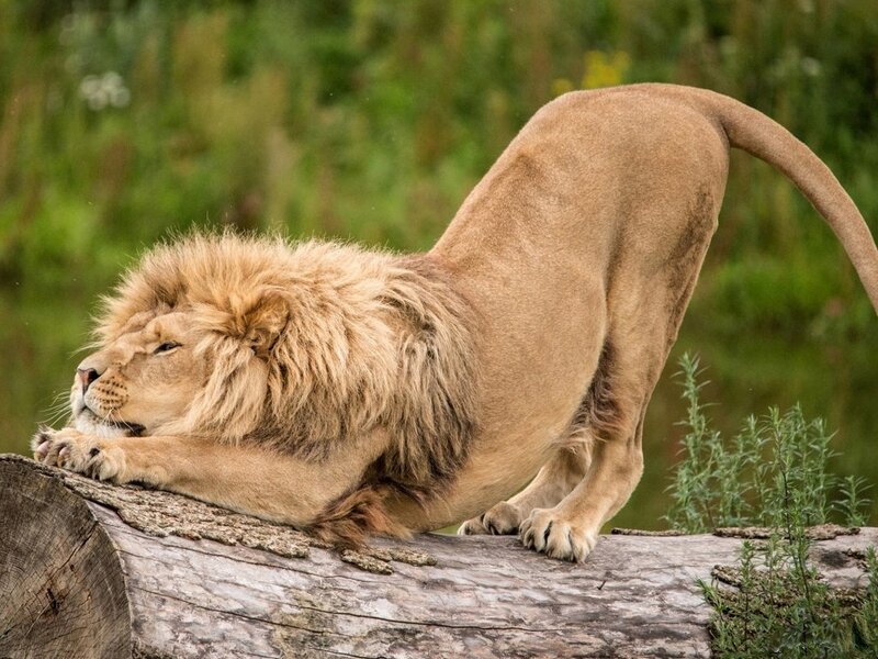 Male Lion Stretching — Brown