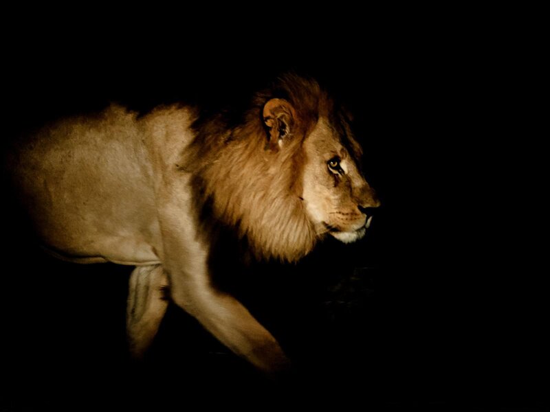 Male Lion Walking — Black