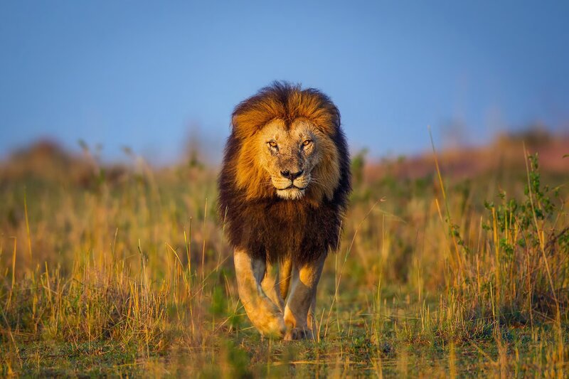 Male Lion Walking — Blue