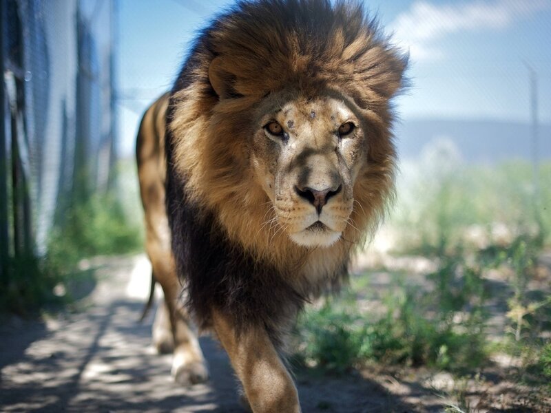 Male Lion Walking — Brown, Calm