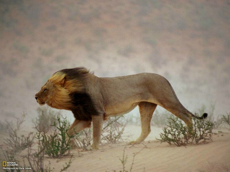 Male Lion Walking — Brown, Desolate