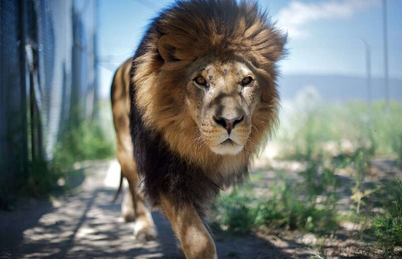 Male Lion Walking — Brown, Dramatic, Afternoon