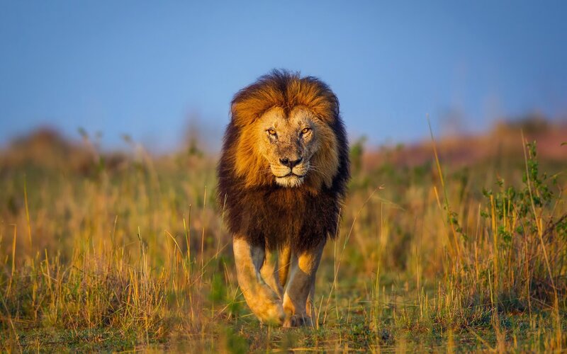 Male Lion Walking — Brown, Dramatic, Sunset